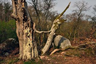 Béatrice Libert  |  Chansonnier : arbre lyrique
