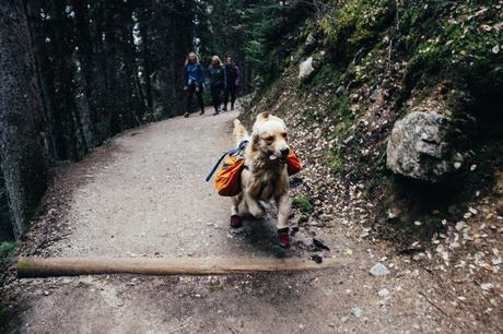 Quelle race de chien pour courir ?