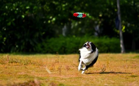 Quelle race de chien pour courir ? Quelle race de chien pour courir ?