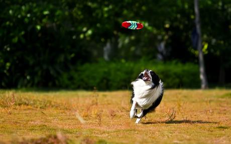 Quelle race de chien pour courir ?