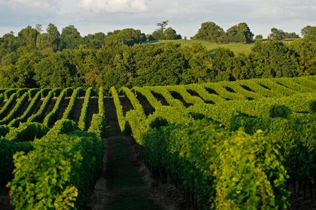 Domaine Tariquet vignes HD Domaine Tariquet vignes HD