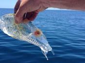 Divers Monde extraordinaire....1