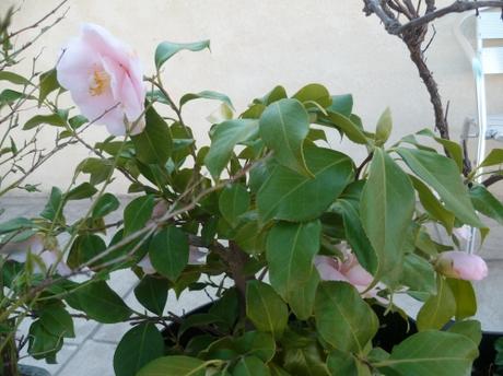 jardin,jardinage,loisirs,herbe,fleurs,tondre,palmier,camélia,muscaris