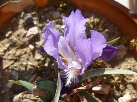 jardin,jardinage,loisirs,herbe,fleurs,tondre,palmier,camélia,muscaris