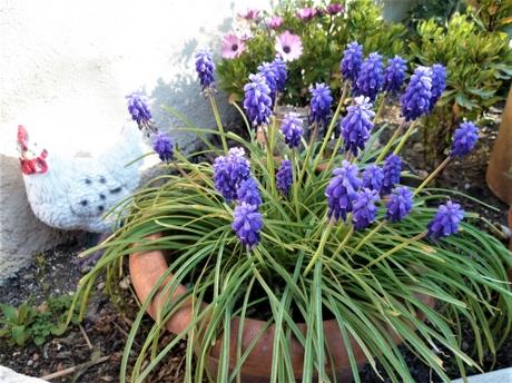 jardin,jardinage,loisirs,herbe,fleurs,tondre,palmier,camélia,muscaris