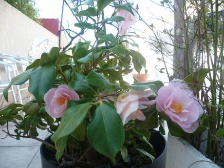 jardin,jardinage,loisirs,herbe,fleurs,tondre,palmier,camélia,muscaris