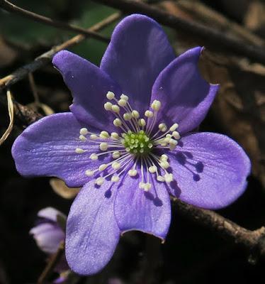 Anémone hépatique (Anemone hepatica)