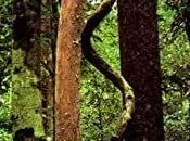 Prisonniers paradis, Arto Paasilinna… mars livres prêtés