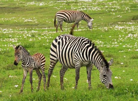Les différents parc nationaux à ne pas manquer en Tanzanie