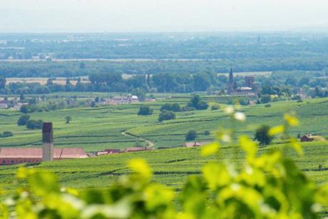 Vignoble de Rouffach © French Moments