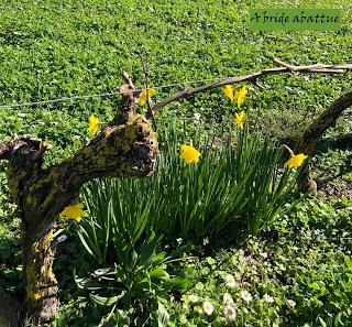 Le Phare de Chassiron et le Nord de l'île d'Oléron