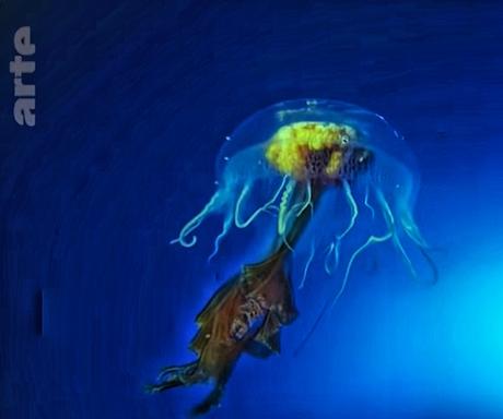 Antartica, sur les traces de l'empereur