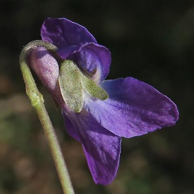 Violette odorante (Viola odorata)