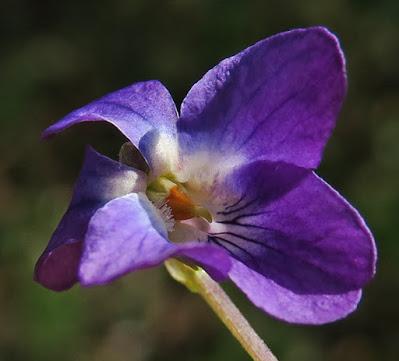 Violette odorante (Viola odorata)