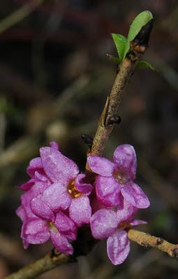 Joli bois (Daphne mezereum) Joli bois (Daphne mezereum)