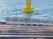 baleines sont gravement menacées collisions avec navires. nouvelle technologie pourrait-elle sauver? Nouvelles monde