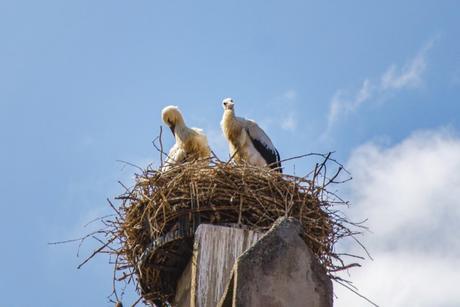 Un nid de cigognes dans le village © Valentin R. - licence [CC0] from Wikimedia Commons