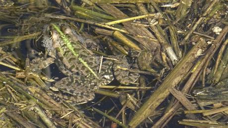 Premier jour du printemps