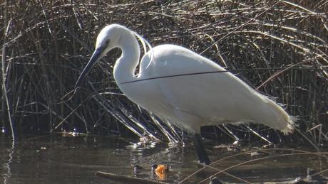 Premier jour du printemps
