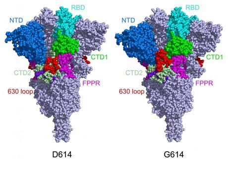 Les « pics » deviennent plus fonctionnels, se lient plus facilement aux récepteurs ACE2 des cellules hôtes, ce qui renforce l’infectiosité du virus (structure de la protéine de pointe dans sa configuration fermée, dans sa forme d'origine (à gauche) et sa forme mutante (à droite)). (Visuel Bing Chen, PhD, Boston Children's Hospital)