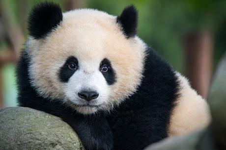 Soyons Pandas Soyons Pandas