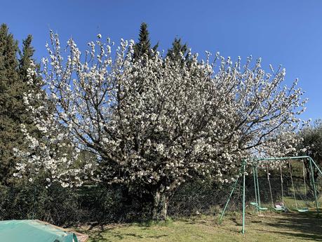 Infantilisation gouvernementale et cerisier