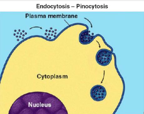 Schéma « Pinocytosis » William Stillwell, in An Introduction to Biological Membranes (Second Edition), 2016 : https://www.sciencedirect.com/topics/medicine-and-dentistry/pinocytosis Schéma « Pinocytosis » William Stillwell, in An Introduction to Biological Membranes (Second Edition), 2016 : https://www.sciencedirect.com/topics/medicine-and-dentistry/pinocytosis