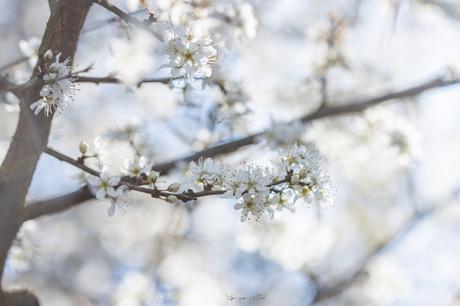 Le printemps est là