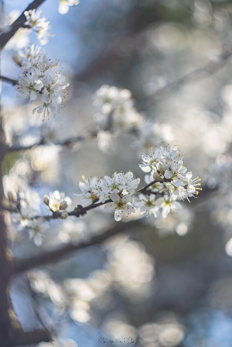 Le printemps est là