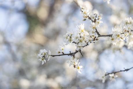 Le printemps est là