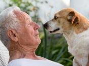 COVID-19 personne âgée adopté animal pandémique