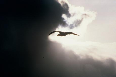 La revanche de l’albatros La revanche de l’albatros