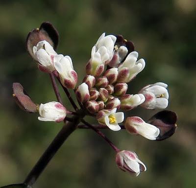Tabouret perfolié (Microthlaspi perfoliatum)