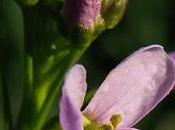 Cardamine prés (Cardamine pratensis)