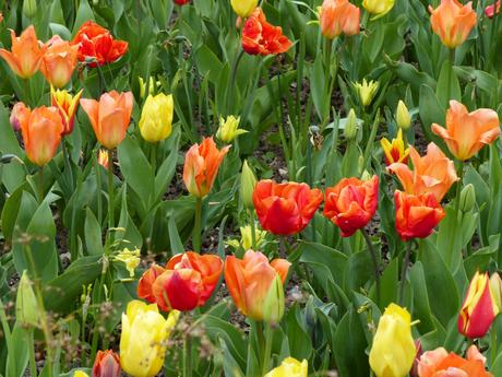 Carte Postale #31 – Flower Power