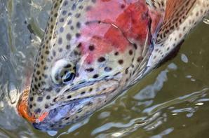 Pêche mouche trout spey