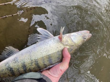 Une session sandre plus tôt bonne