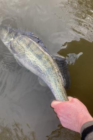 Une session sandre plus tôt bonne
