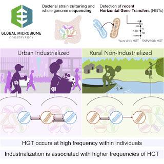 #Cell #transferthorizontaldegènes #microbiomehumain #mondeindustrialisé Taux élevés de transfert horizontal de gène dans le microbiome humain du monde industrialisé