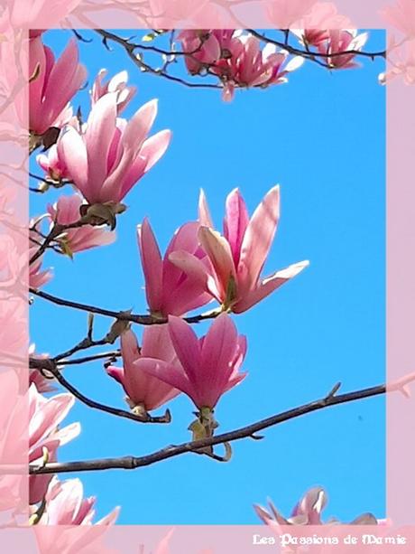 LE MAGNOLIA, L’ARTISTE DU JARDIN photo 40 bis