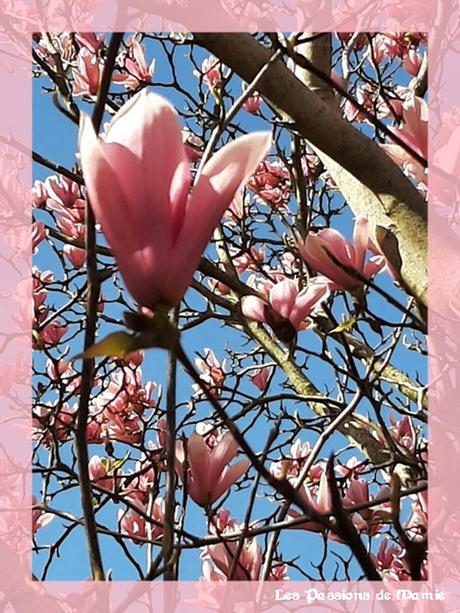 LE MAGNOLIA, L’ARTISTE DU JARDIN photo 30 bis