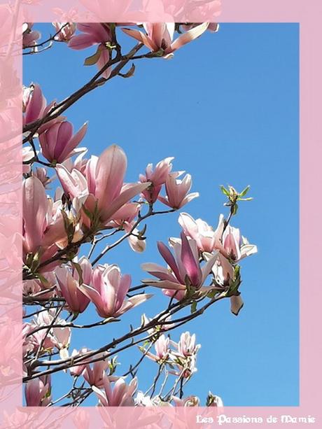 LE MAGNOLIA, L’ARTISTE DU JARDIN photo 20 bis