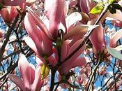 magnolia, l’artiste jardin