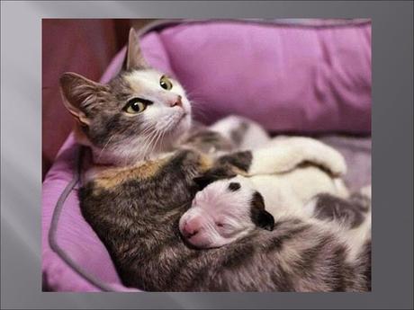 Divers - Familles recomposées