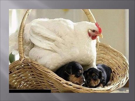 Divers - Familles recomposées