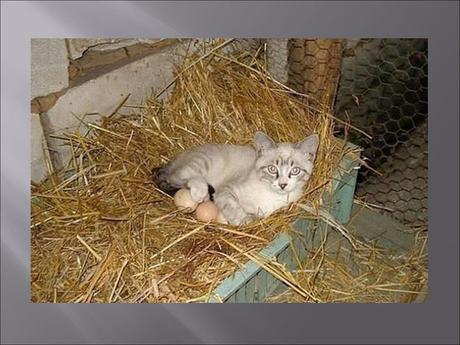 Divers - Familles recomposées