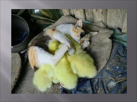 Divers - Familles recomposées