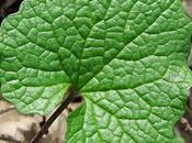 Alliaire (Alliaria petiolata)