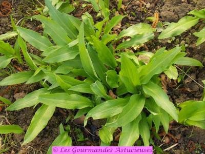 Tartinade express aux pois chiches (Vegan) Tartinade express aux pois chiches (Vegan)