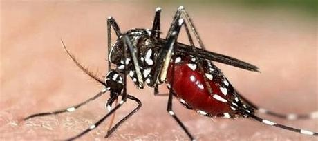 Moustique tigre